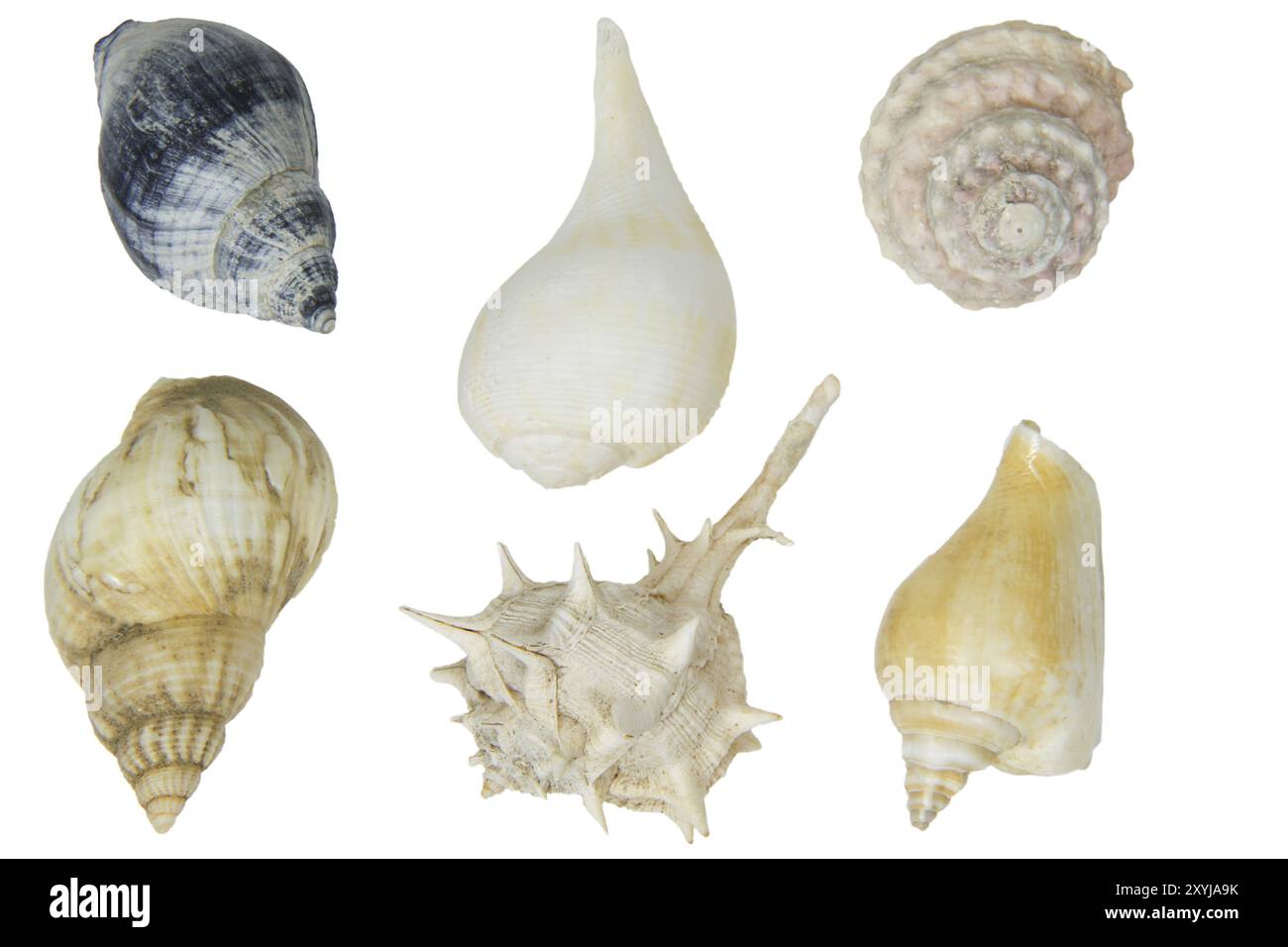 Selection of shells on a white background Stock Photo - Alamy