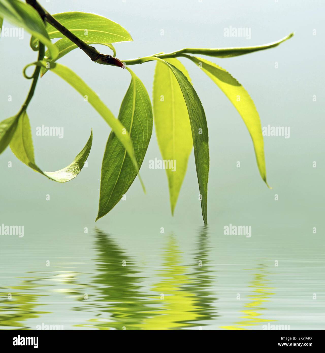 Willow branch reflecting hi-res stock photography and images - Alamy