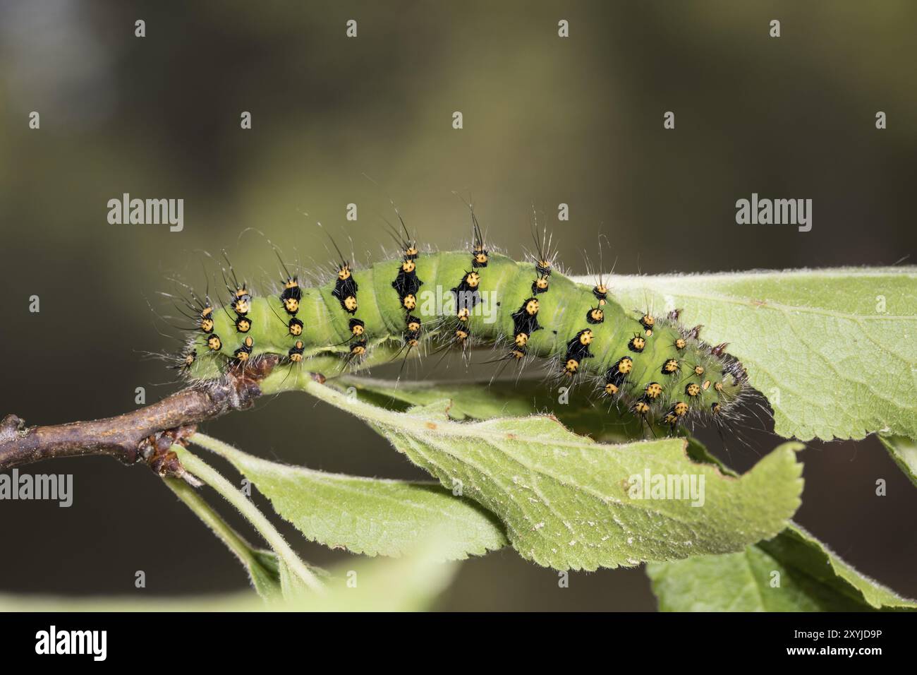 Small emperor moth, caterpillar, Saturnia pavonia, small emperor moth ...
