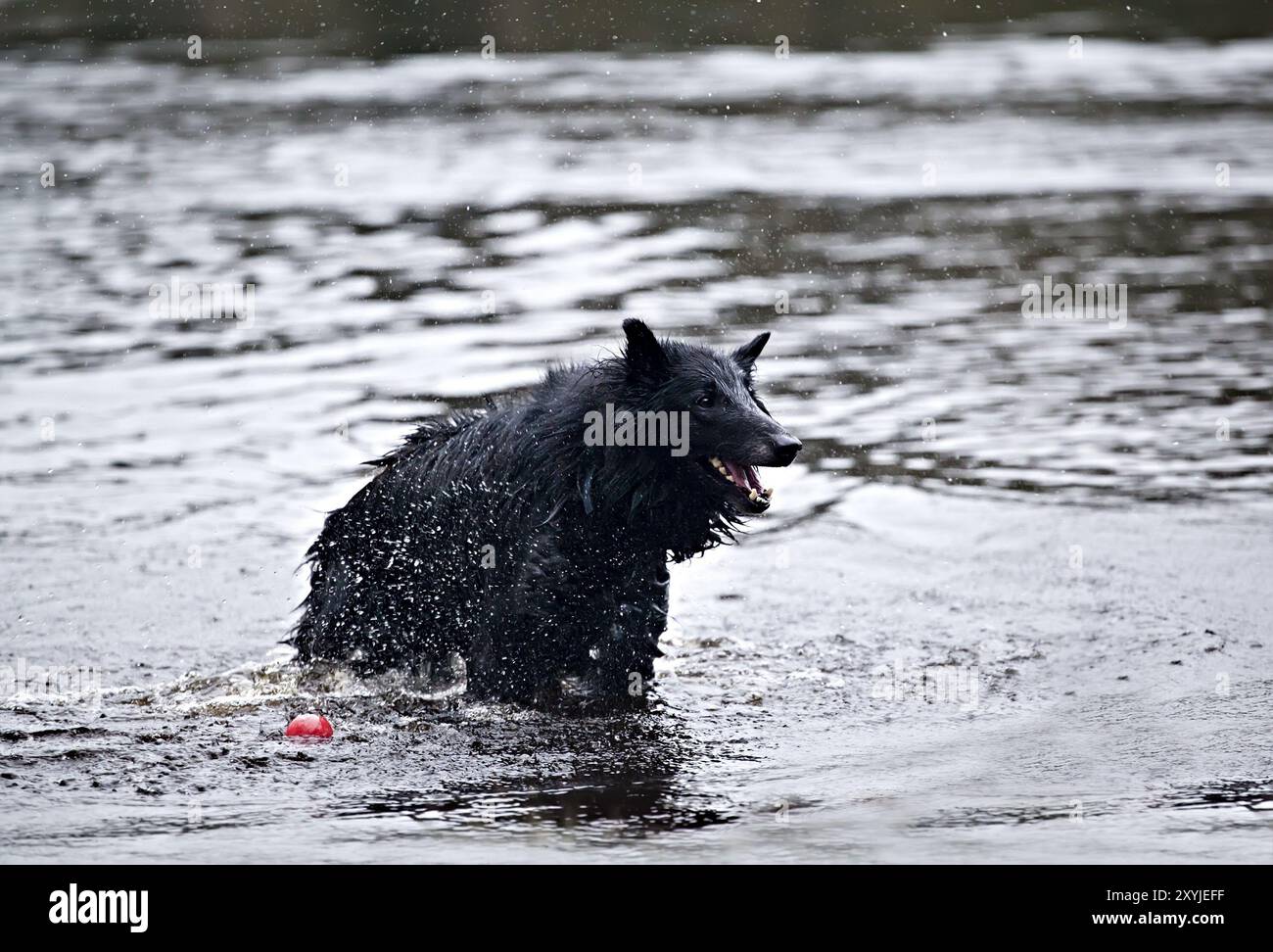 Belgian Shepherd (also known as the Belgian Sheepdog or Chien de Berger Belge) in water Stock Photo