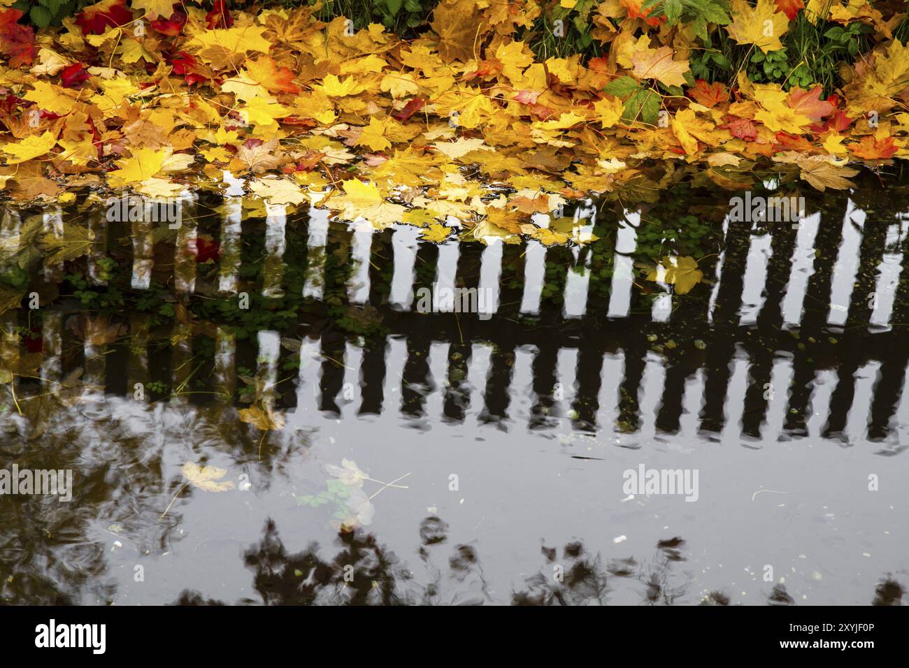 Empty book cover autumn leaves hi-res stock photography and images - Alamy