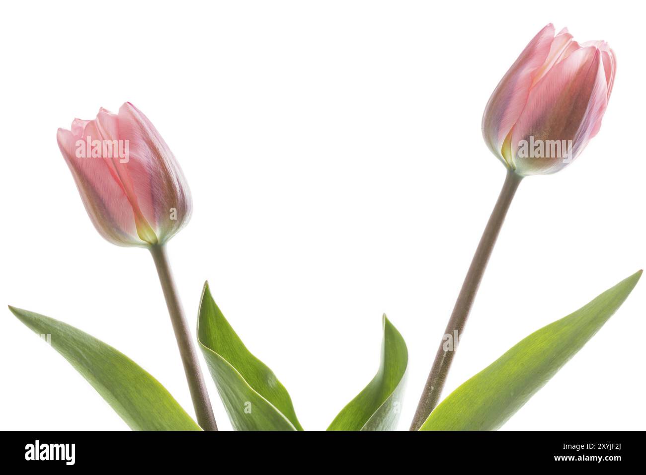 Pink tulips on a white background Stock Photo - Alamy
