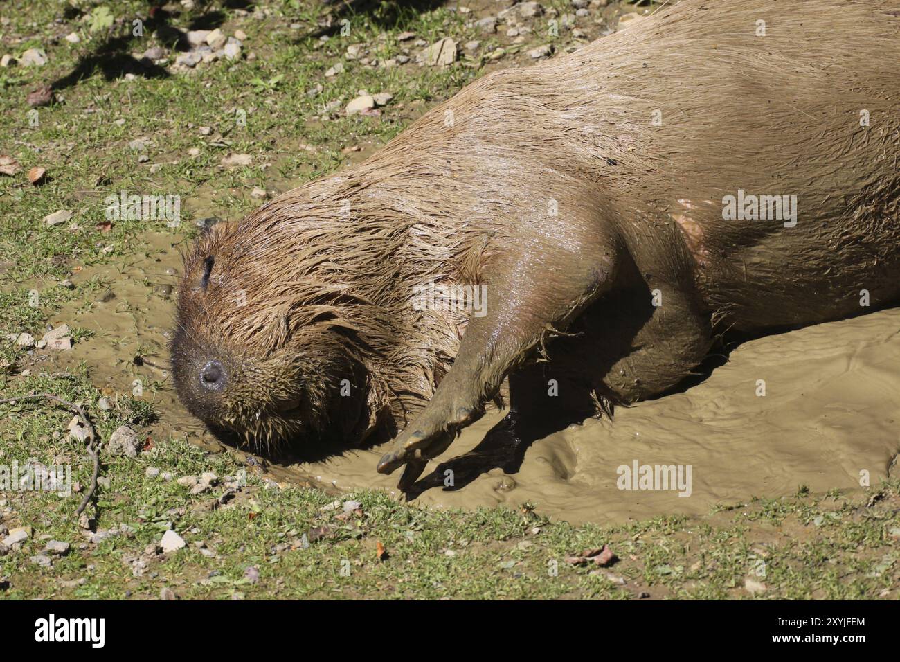 Capybara in the mud bath Stock Photo - Alamy