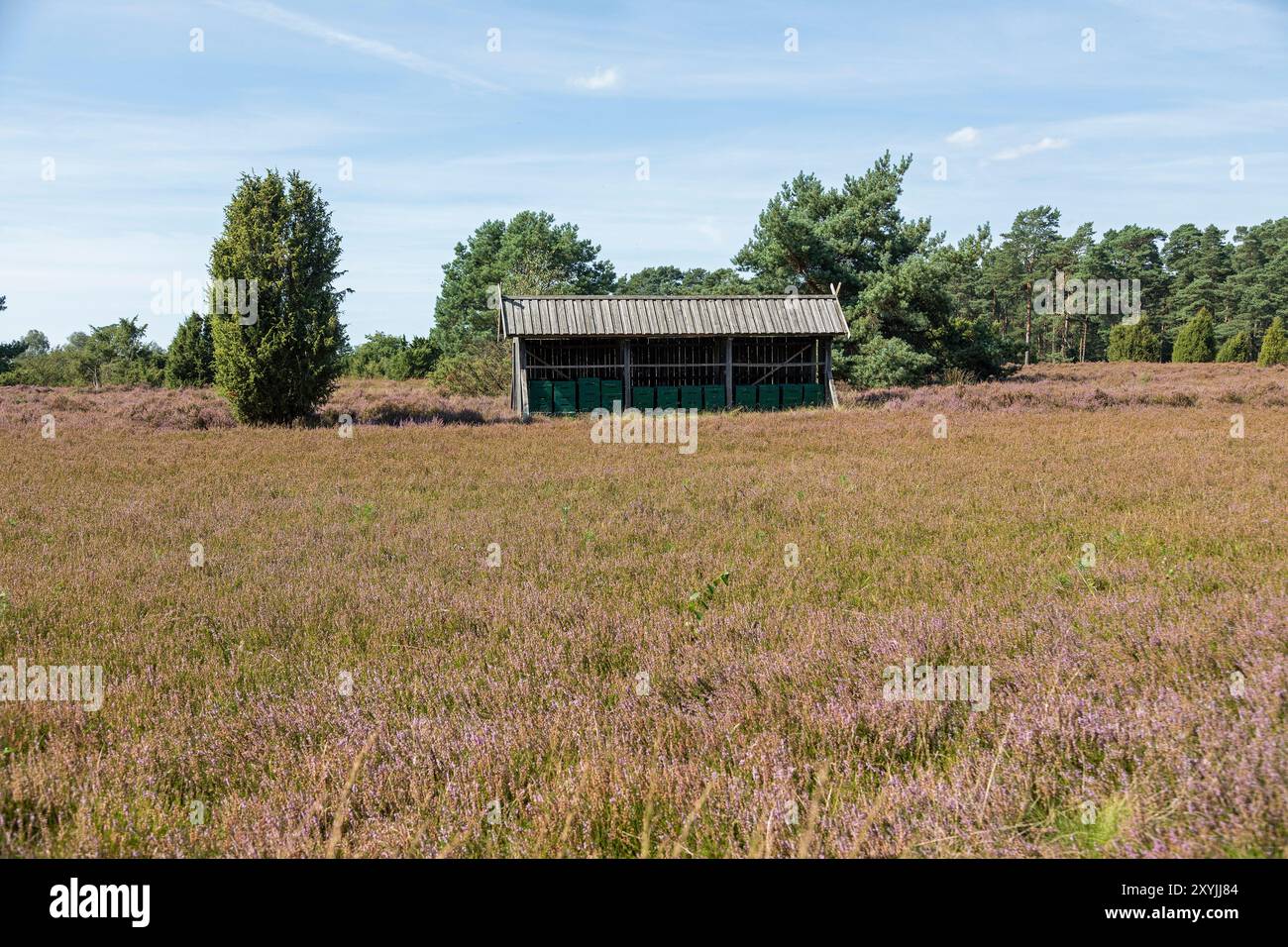 Flowering Calluna vulgaris, bee house, juniper (Juniperus communis), Wilsede, Bispingen, Lüneburg Heath, Lower Saxony, Germany Stock Photo