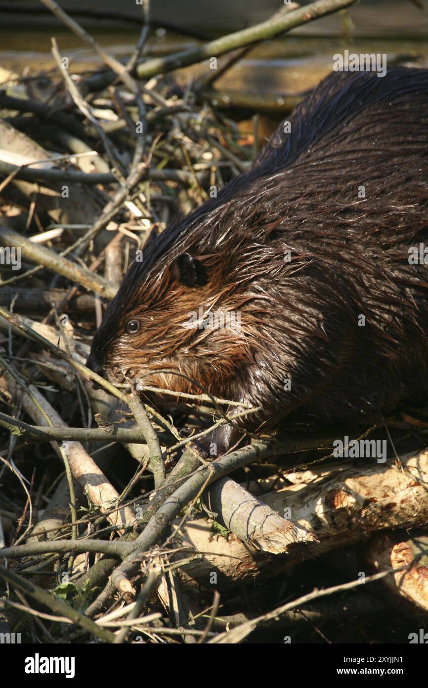North American Beaver (Castor canadensis Stock Photo - Alamy