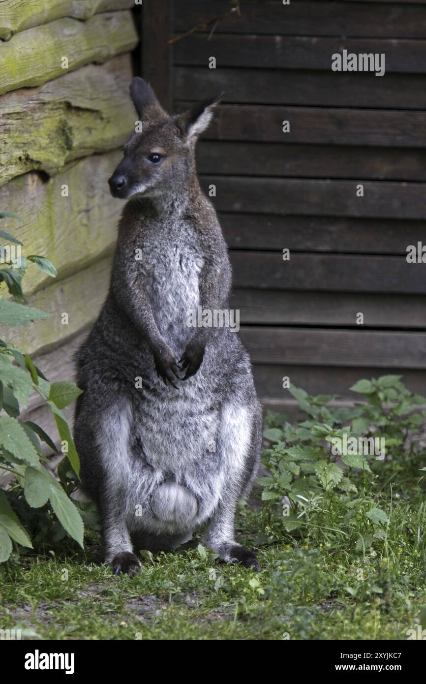 Australian food products still life hi-res stock photography and images ...