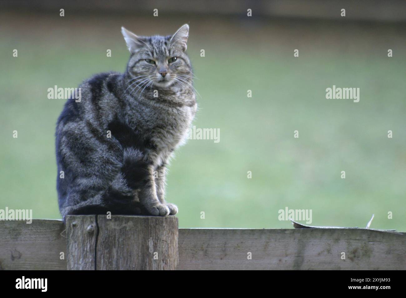 Cat on a fence Stock Photo - Alamy