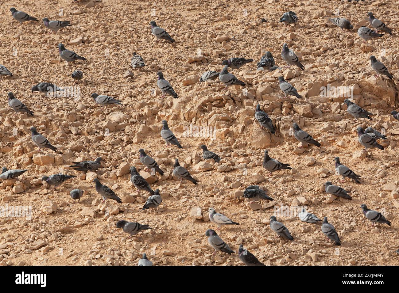 Common Rock Pigeon Hi res Stock Photography And Images Alamy common-rock-pigeon-hi-res-stock-photography-and-images-alamy