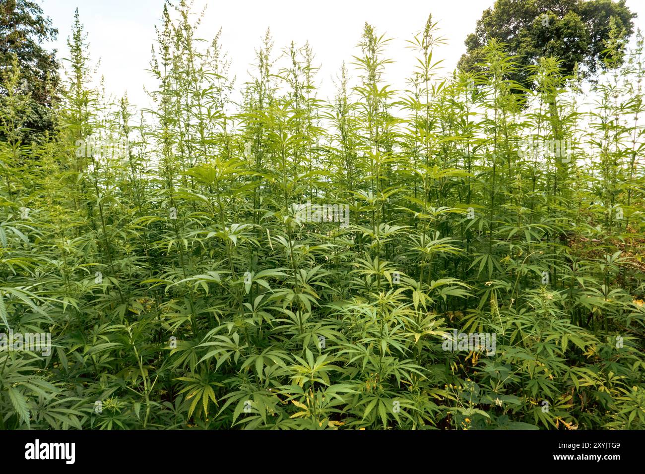 Scenic view of So Tepeth tribal village amidst a Cannabis Sativa plantation - Marijuana at Mount Napak in Karamoja, Uganda Stock Photo