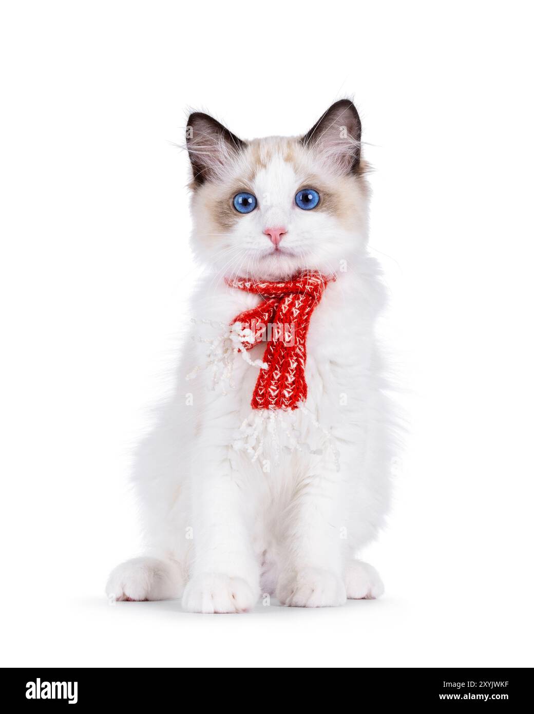 Red Ragdol Red Knitted Ragdoll Cat