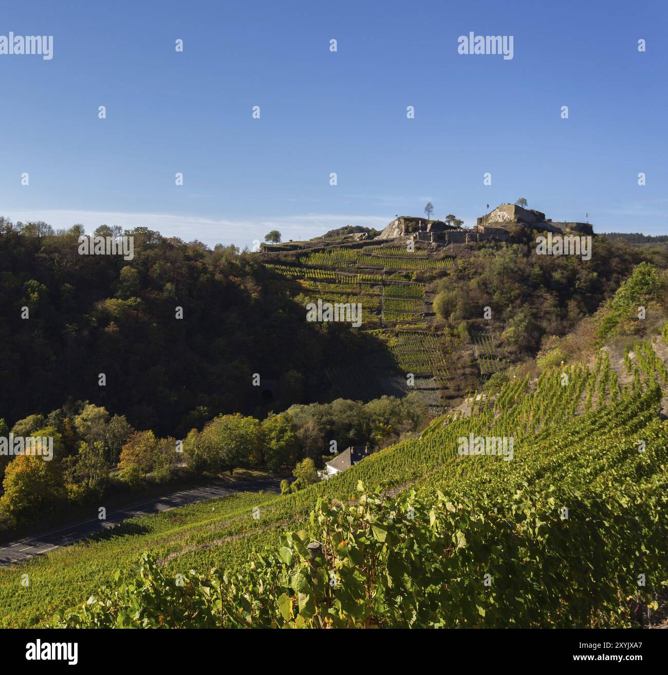 Vineyards in the Ahr valley in autumn Stock Photo