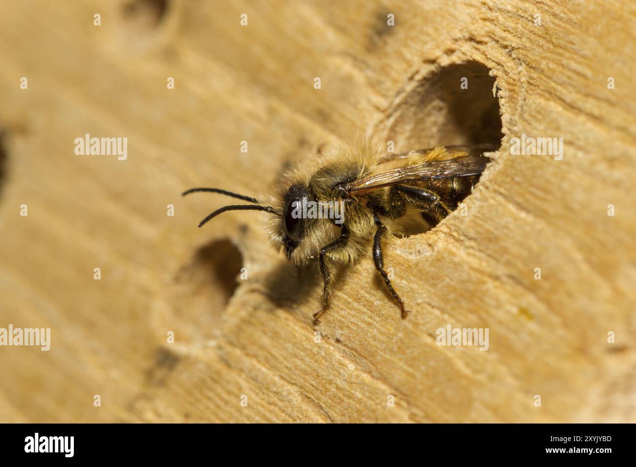Red mason bee, Osmia bicornis, red mason bee Stock Photo - Alamy