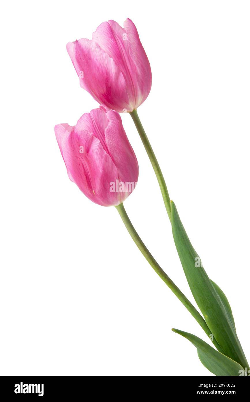 spring flowers tulips isolated on white background Stock Photo - Alamy