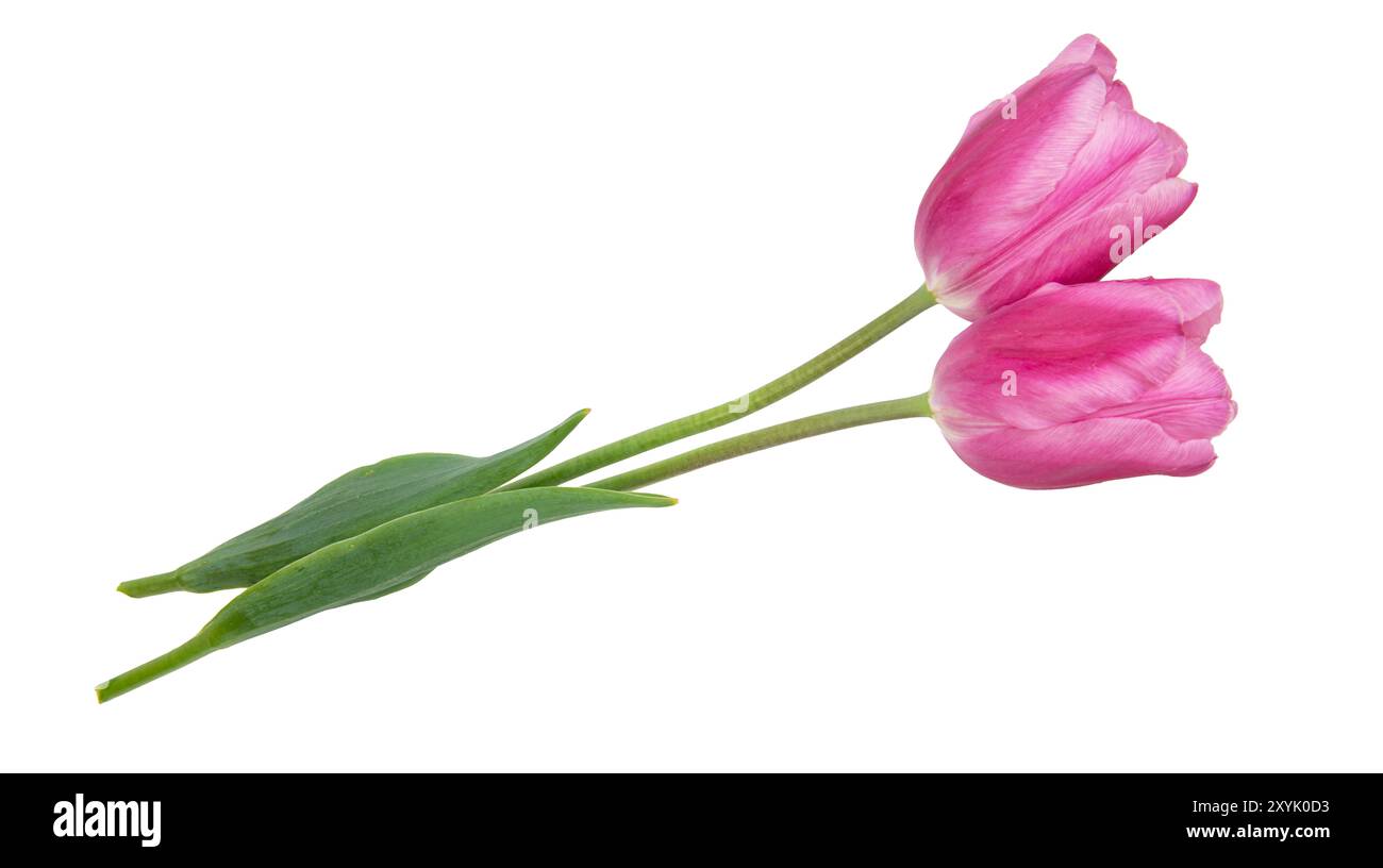 spring flowers tulips isolated on white background Stock Photo - Alamy