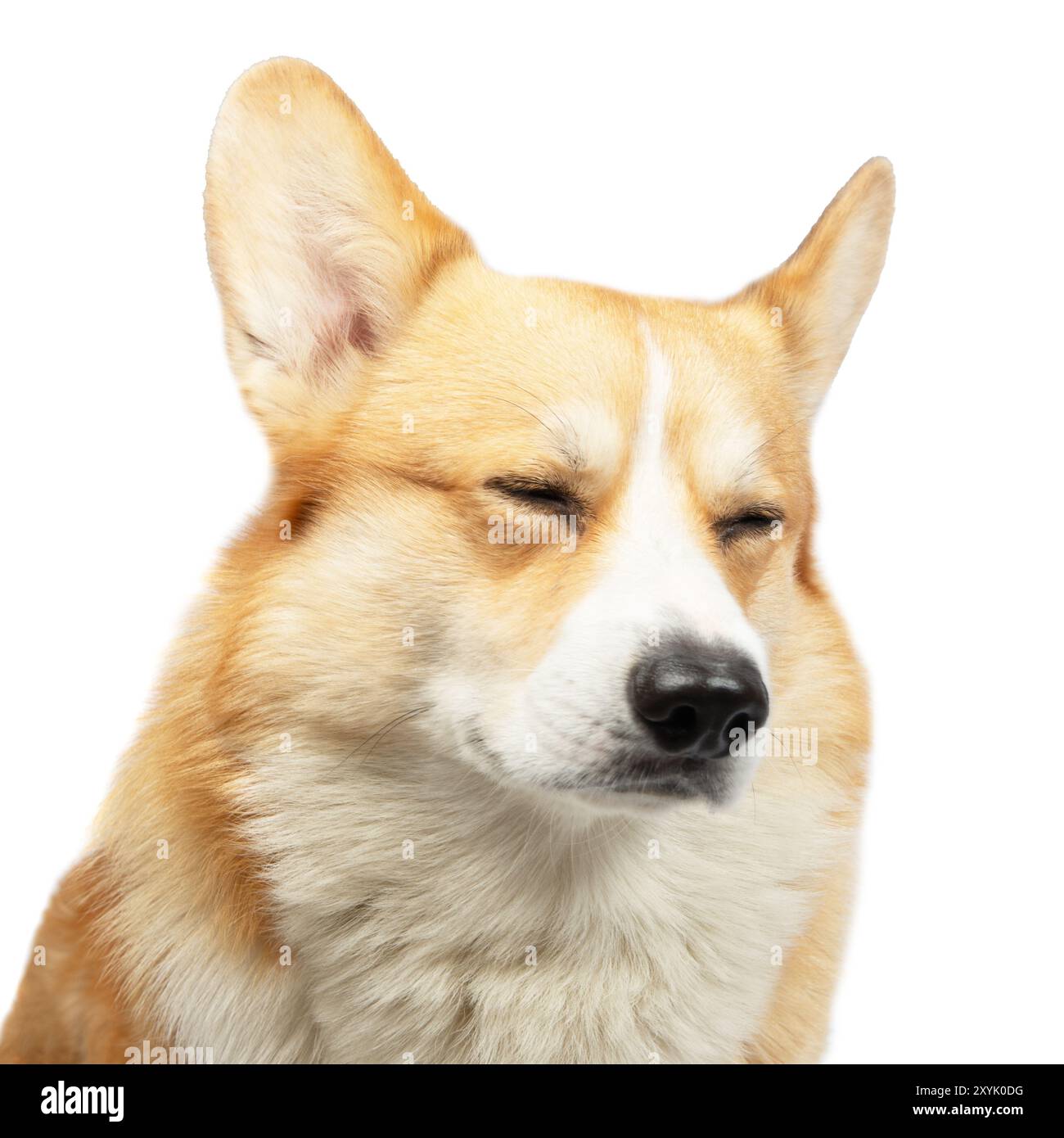 Welsh corgi pembroke in studio hi-res stock photography and images - Alamy