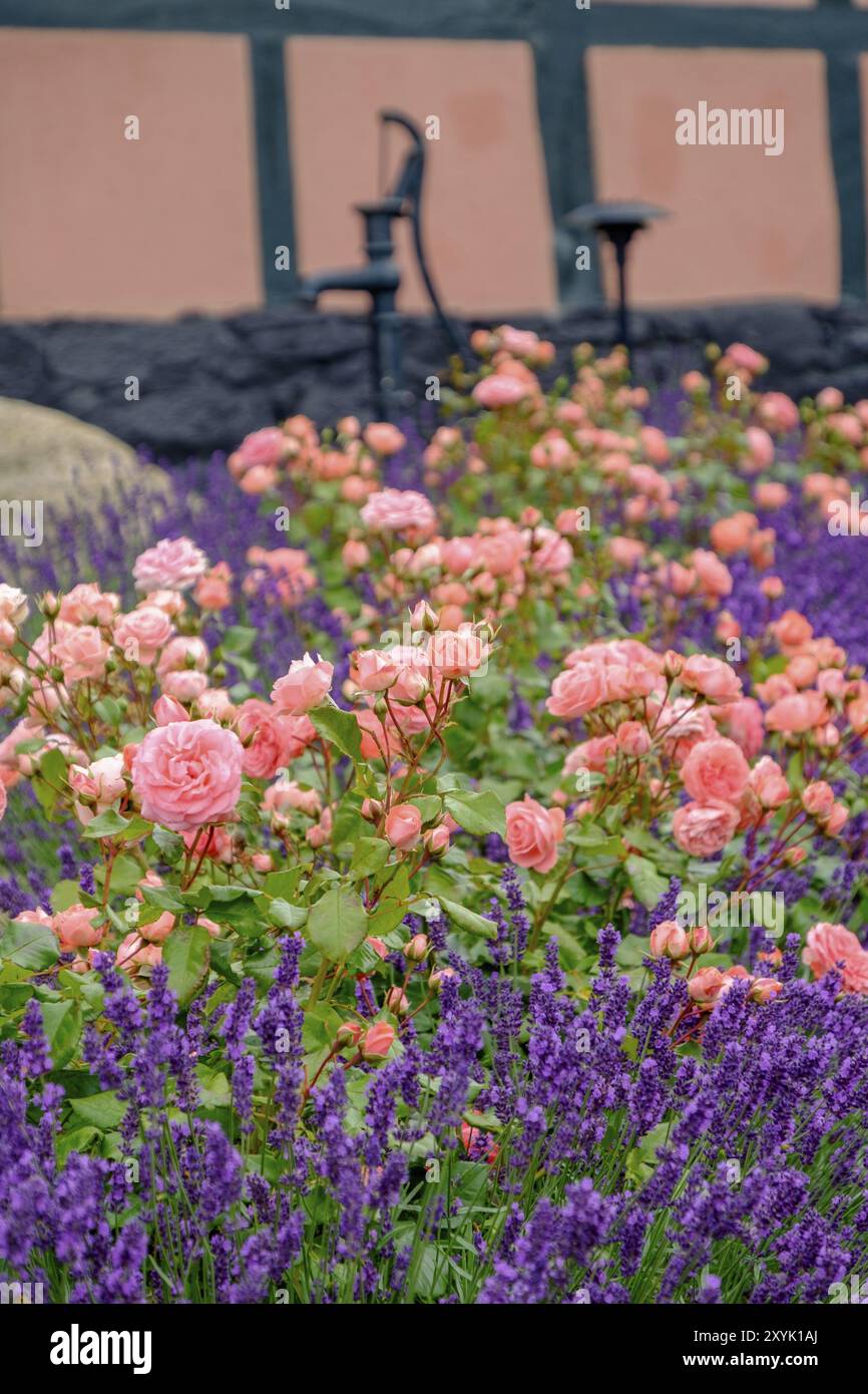 Common lavender lavandula angustifolia in a rose garden hi-res stock ...