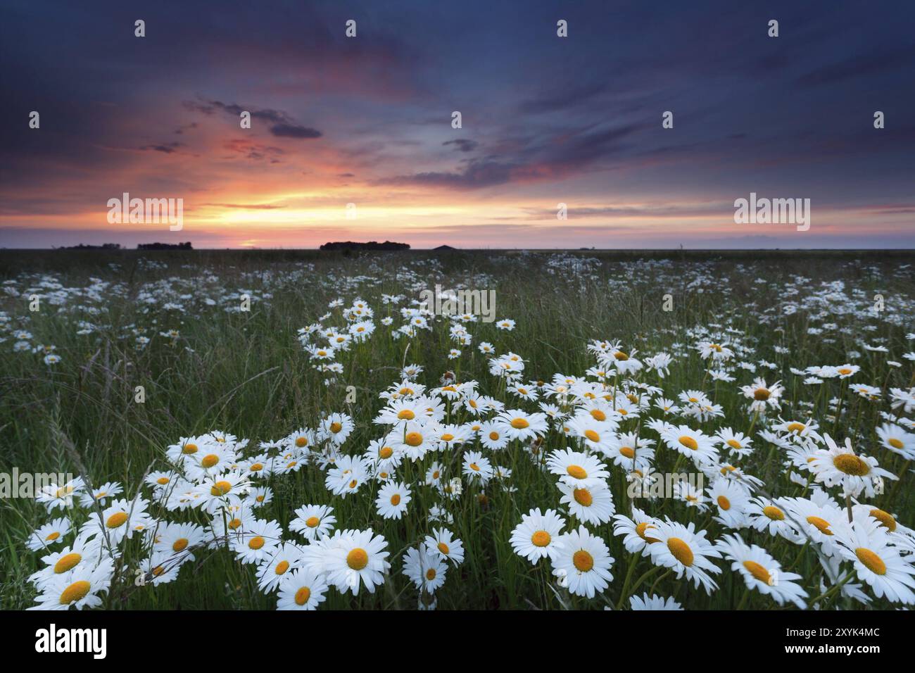 Sunlight over field chamomile hi-res stock photography and images - Alamy