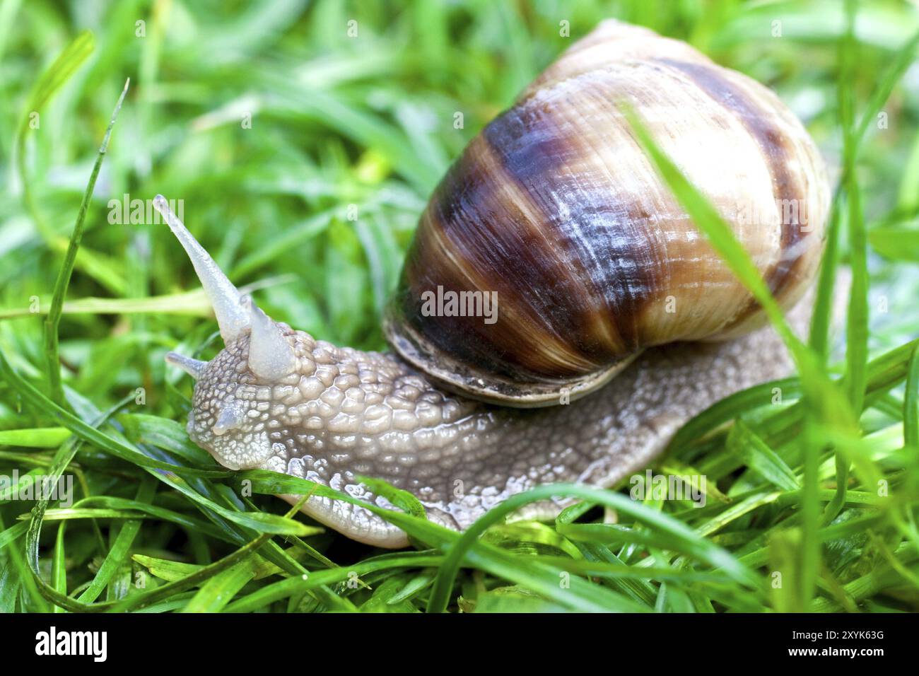 Snail on a green grass slowly creeping Stock Photo - Alamy