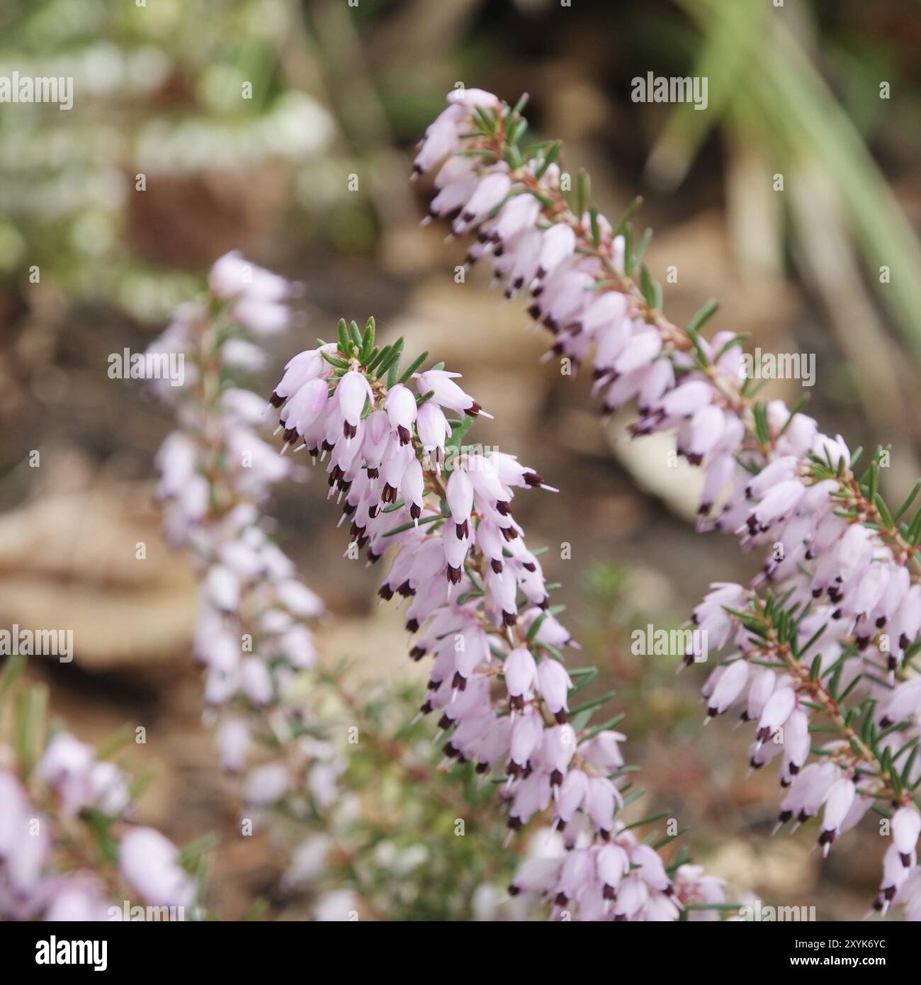 Heather, Erica 27 Stock Photo - Alamy