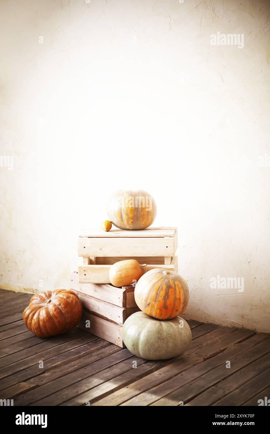 Composition of different green and orange pumpkins on wooden floor ...