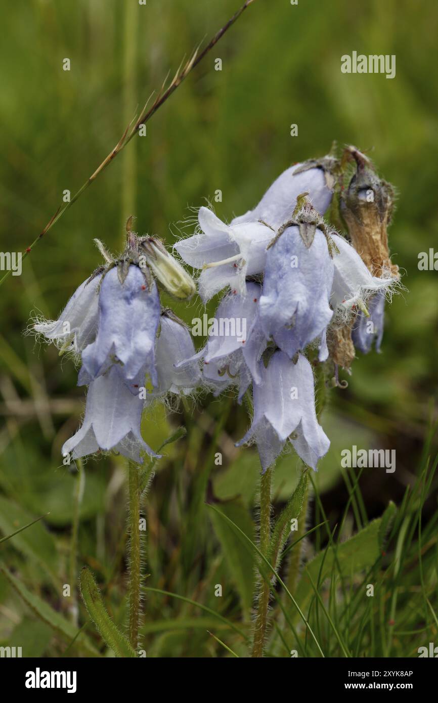 Bearded bellflower, campanula barbata Stock Photo