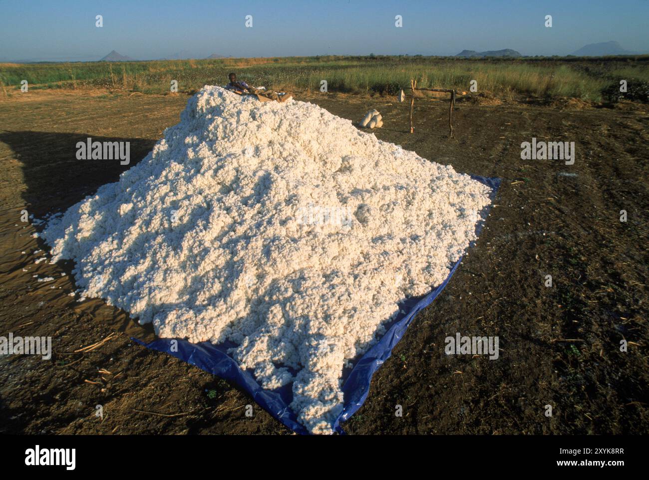 Cotton harvest pile hi-res stock photography and images - Alamy