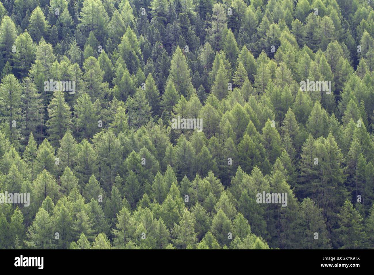 Larch forest full frame hi-res stock photography and images - Alamy