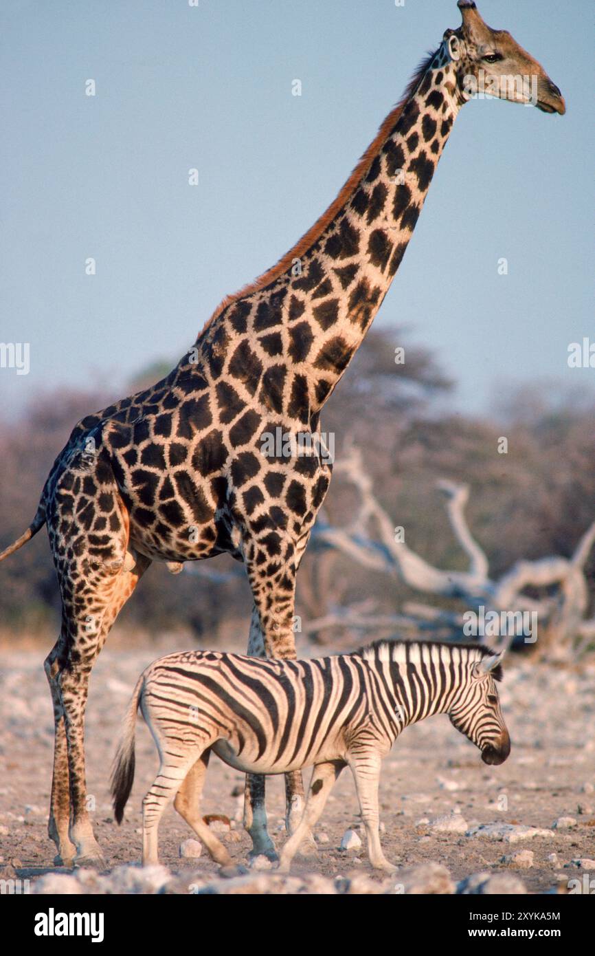 Giraffe zebra hi-res stock photography and images - Page 3 - Alamy