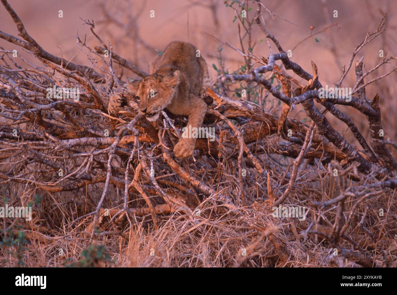 Lion cub in the bush hi-res stock photography and images - Alamy