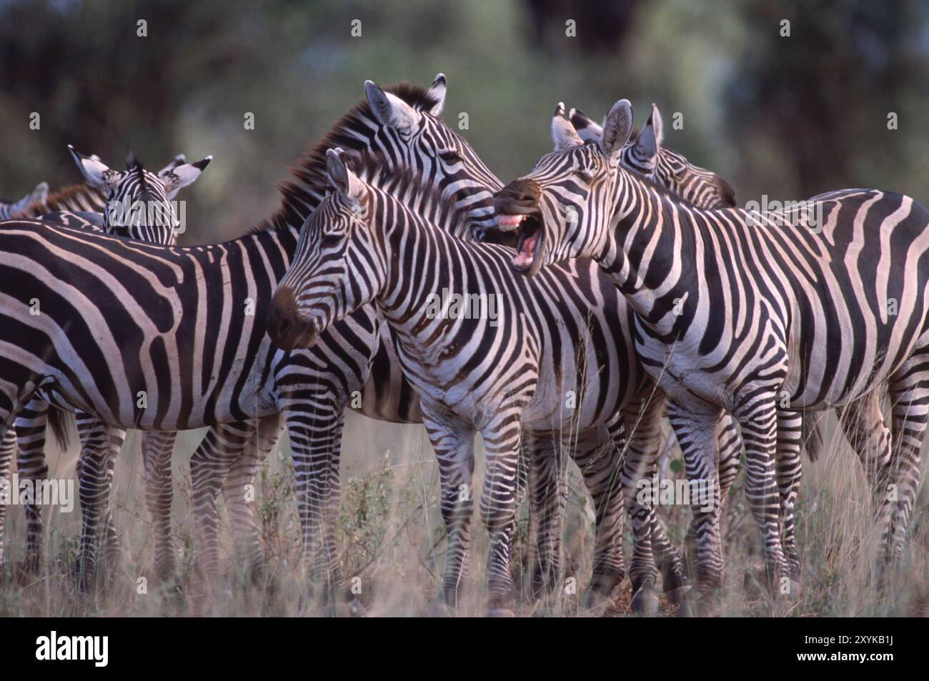 Group african zebras in hi-res stock photography and images - Alamy