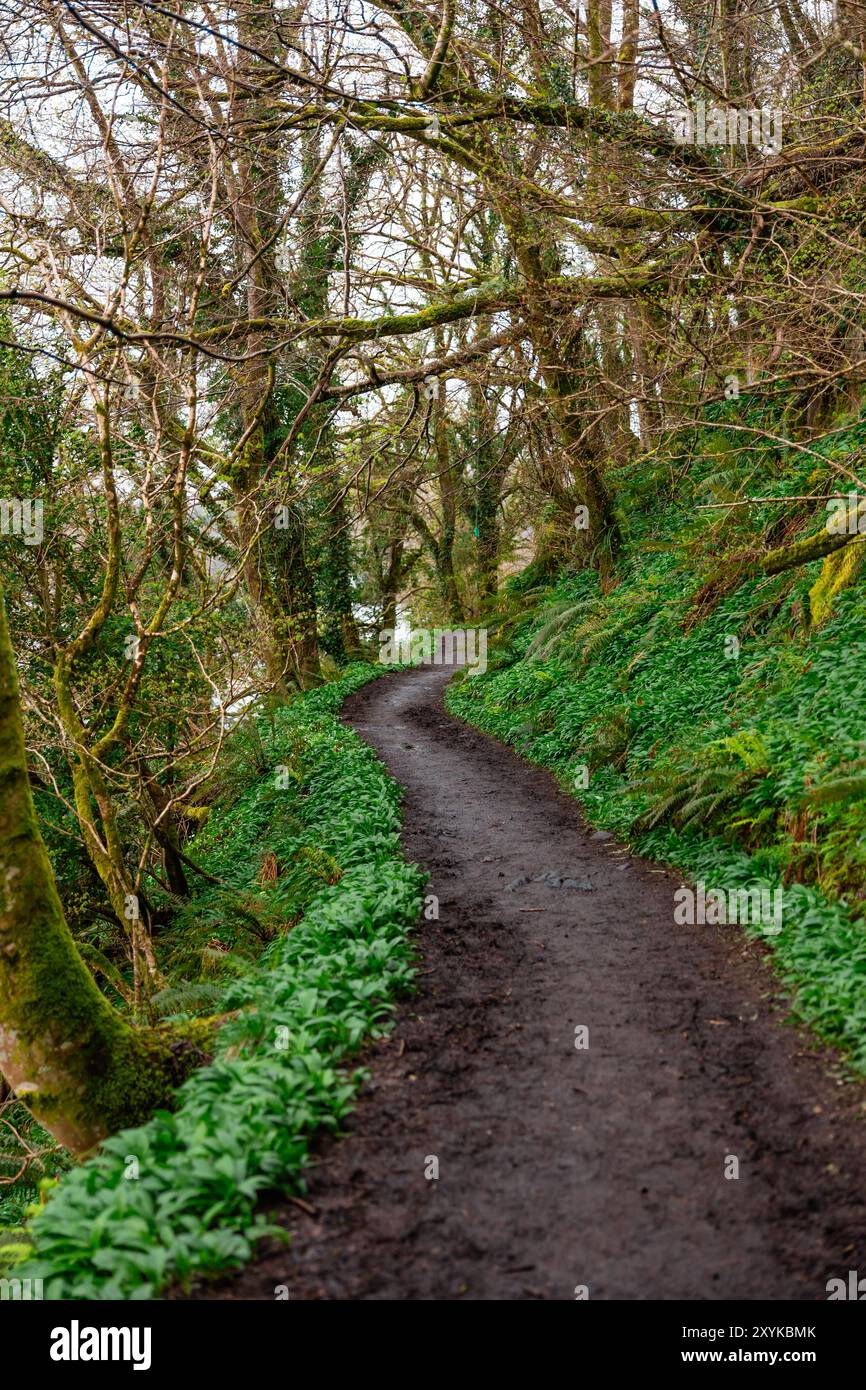 Path Through the Scottish Rainforest Stock Photo