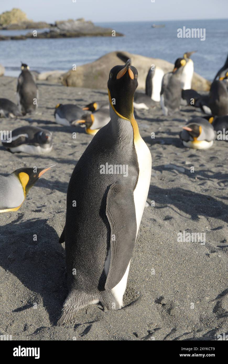 A King Penguin (Aptenodytes patagonica) turning its head to the camera, Gold Harbour, South Georgia Stock Photo