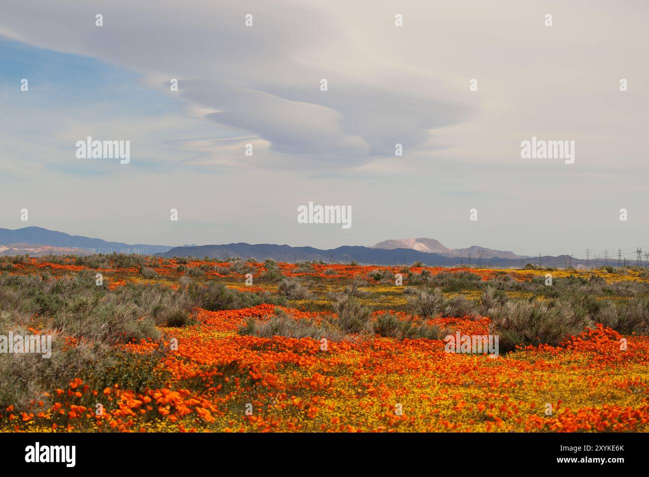 Wildflowers landscape hi-res stock photography and images - Alamy