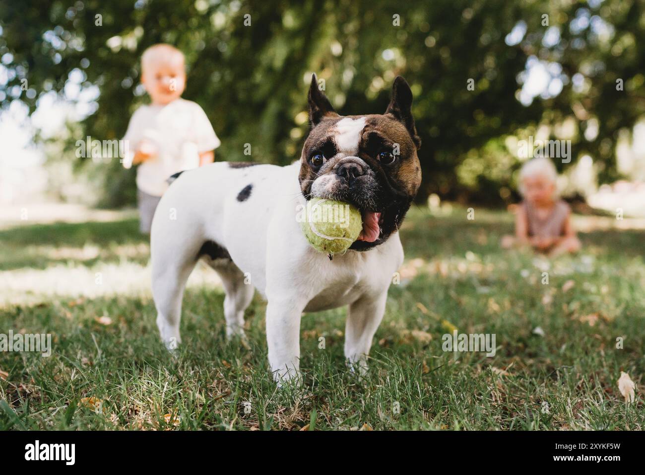 French bulldog playing with kids with ball in mouth outside in park Stock Photo