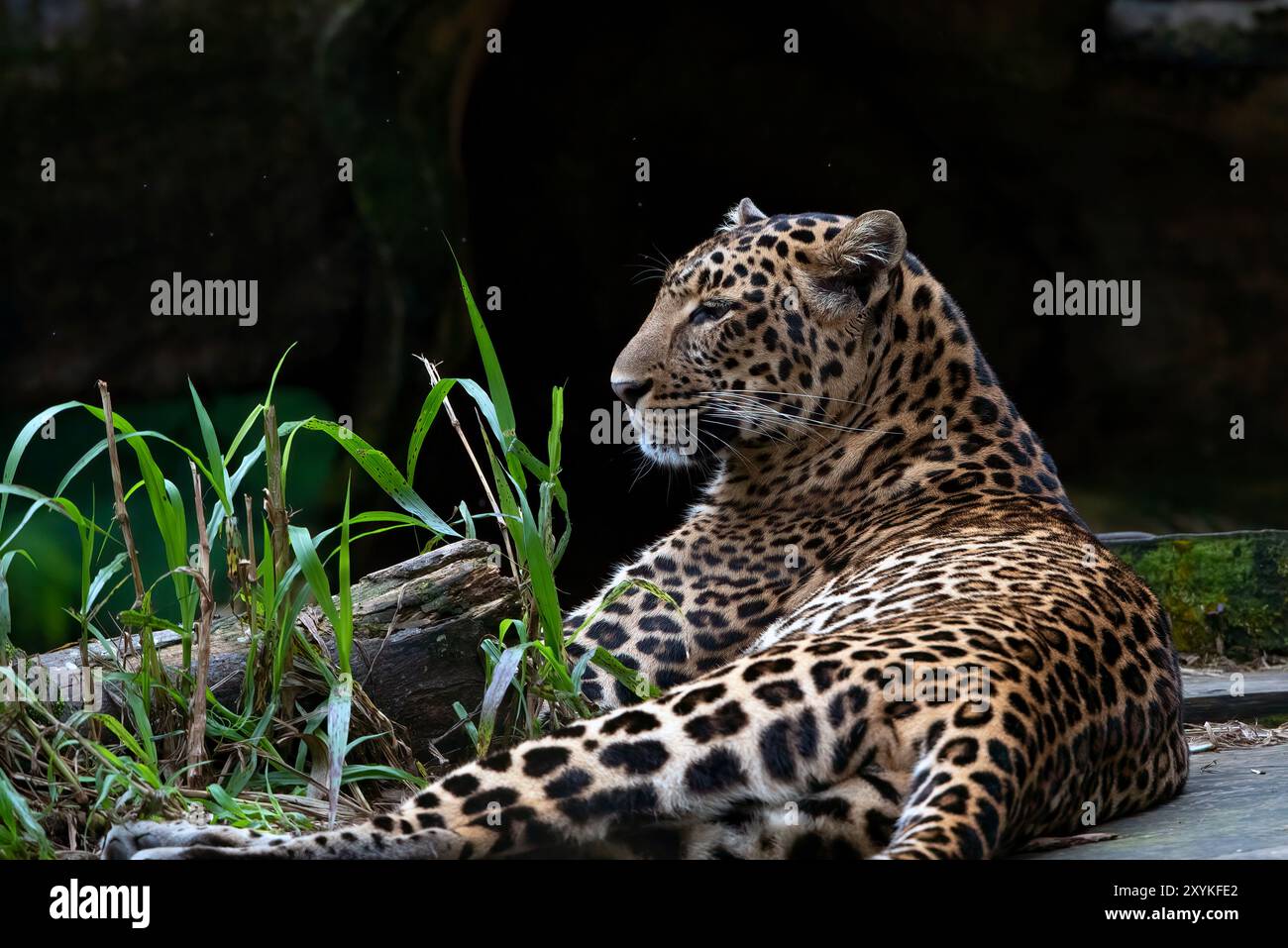 Javan leopard laying on a grass field Stock Photo