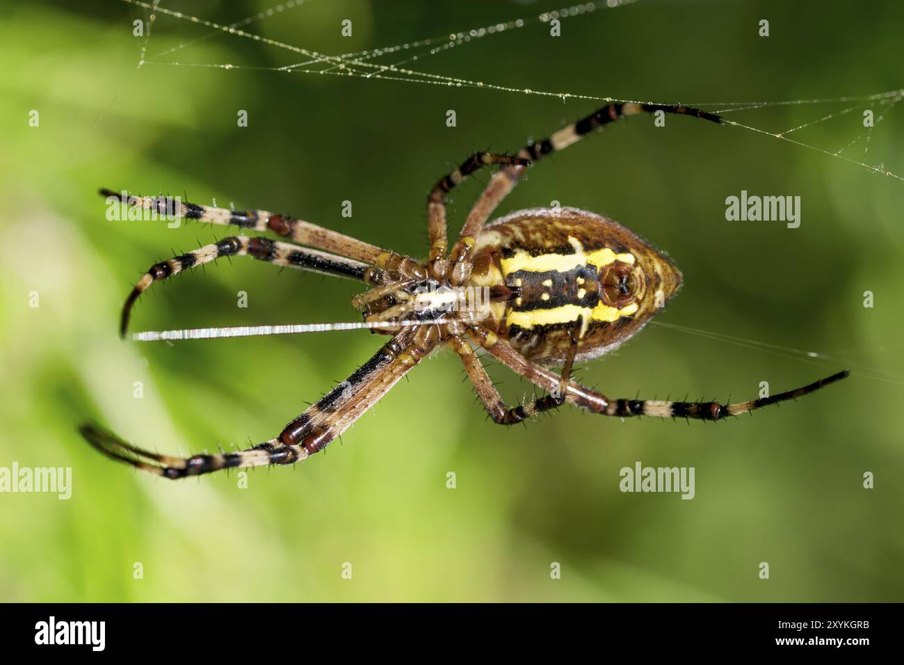 Large wasp spider in its web between meadow flowers Stock Photo - Alamy