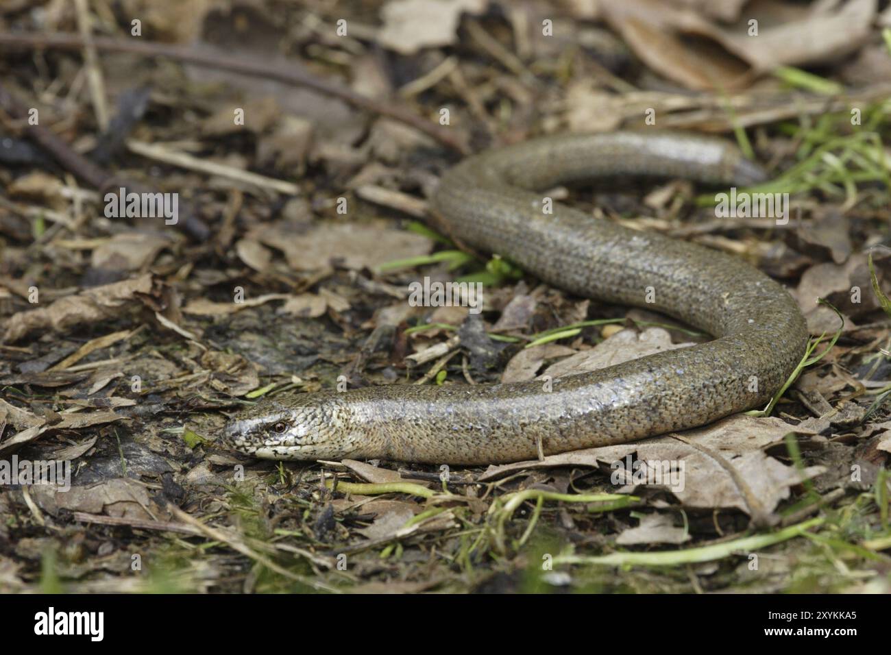 Slow worm, Anguis fragilis, slow worm Stock Photo - Alamy