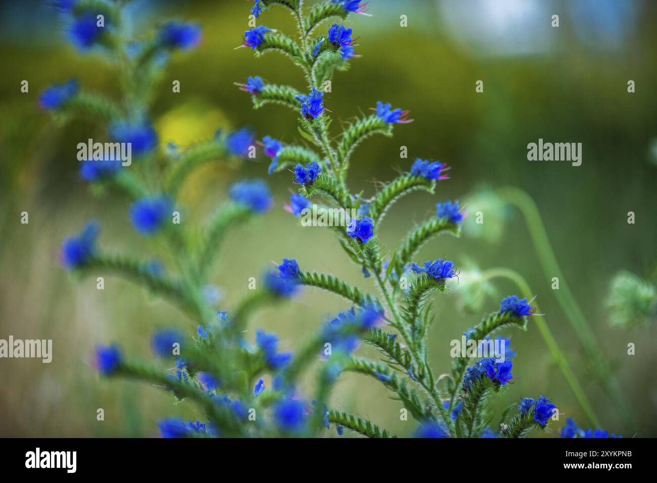 Numerous delicate flowers hi-res stock photography and images - Alamy