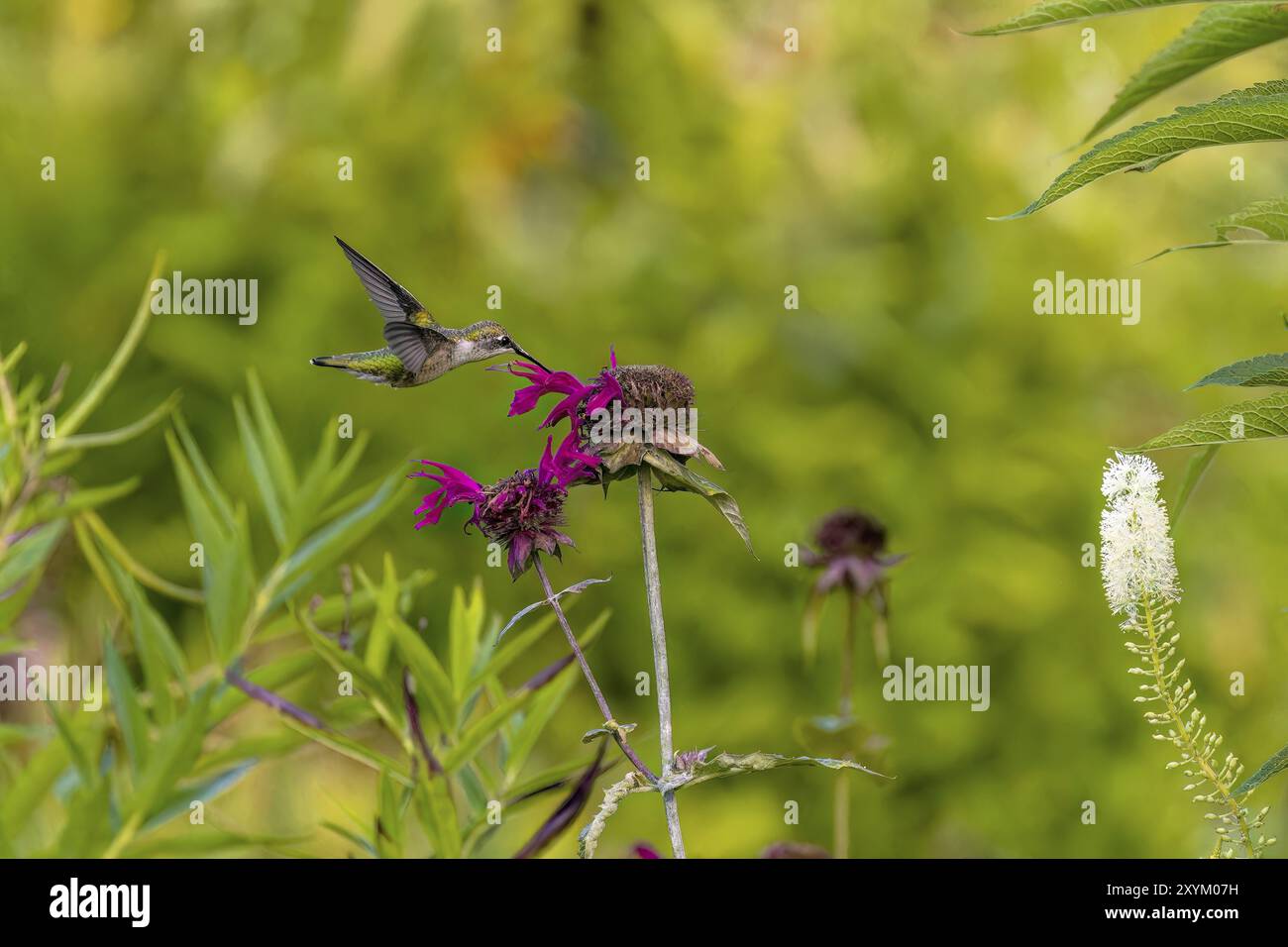 Ruby-throated hummingbird (Archilochus colubris) is the most common ...