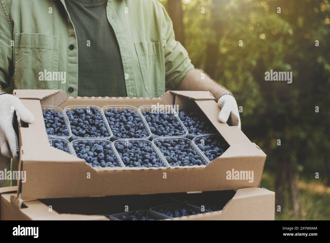 Male farmer hands take and hold cardboard box from stack full of plastic containers with large blueberries. Berry shipping, cultivating, delivery conc Stock Photo