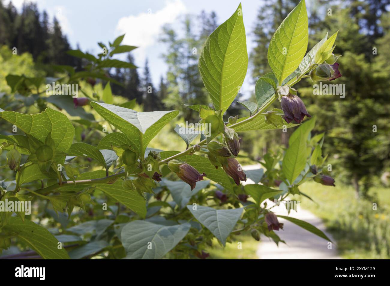 Black belladonna, Atropa belladonna, Black belladonna Stock Photo Alamy