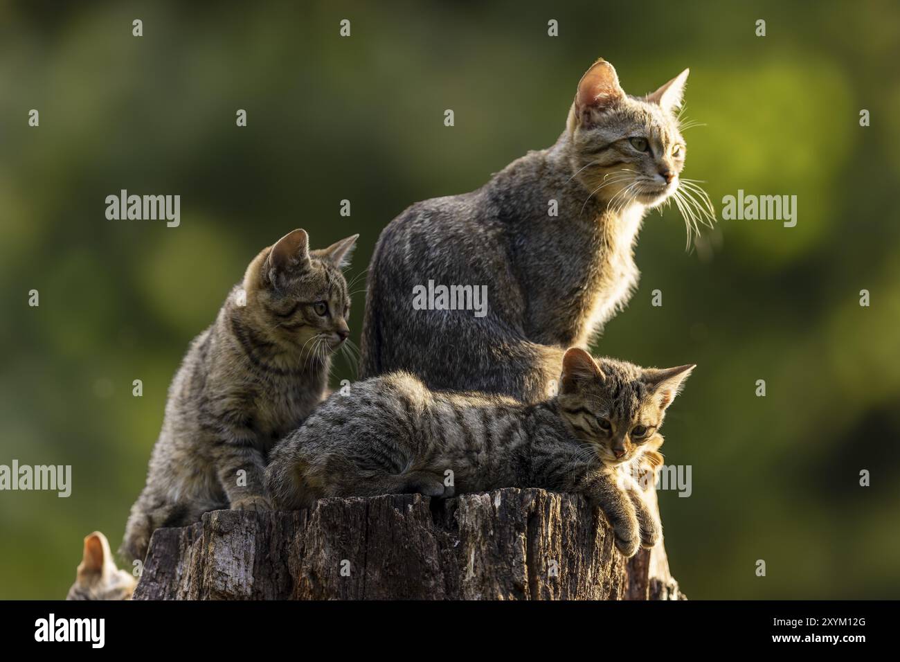 European Tree Cat Mother cat and two kittens on a tree stump, looking around curiously ...