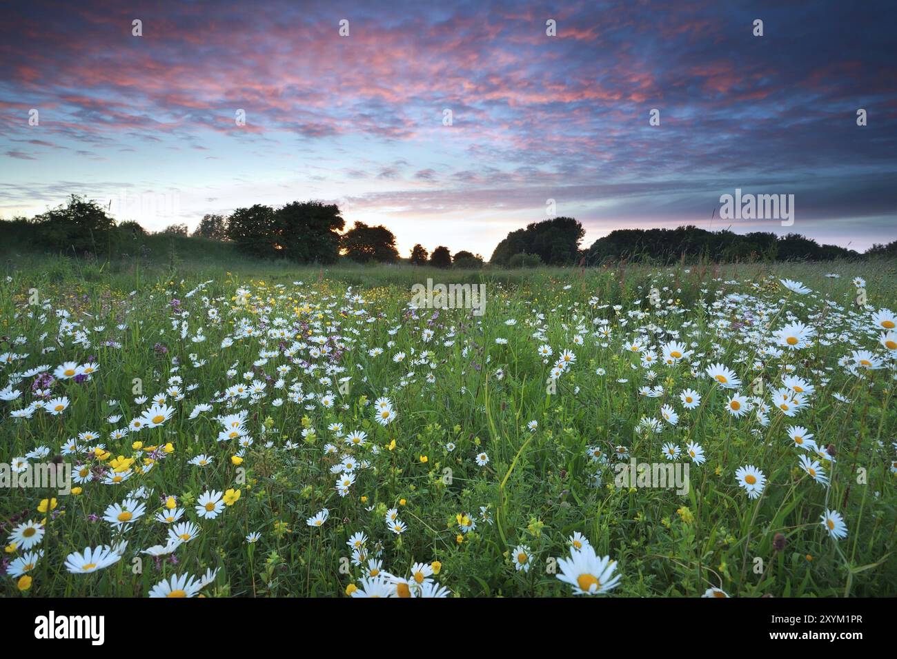 Beautiful shot chamomile field hi-res stock photography and images - Alamy