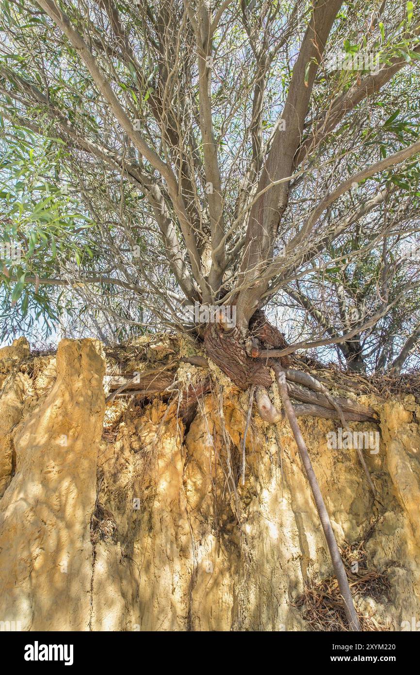 Empty tree branches roots hi-res stock photography and images - Alamy
