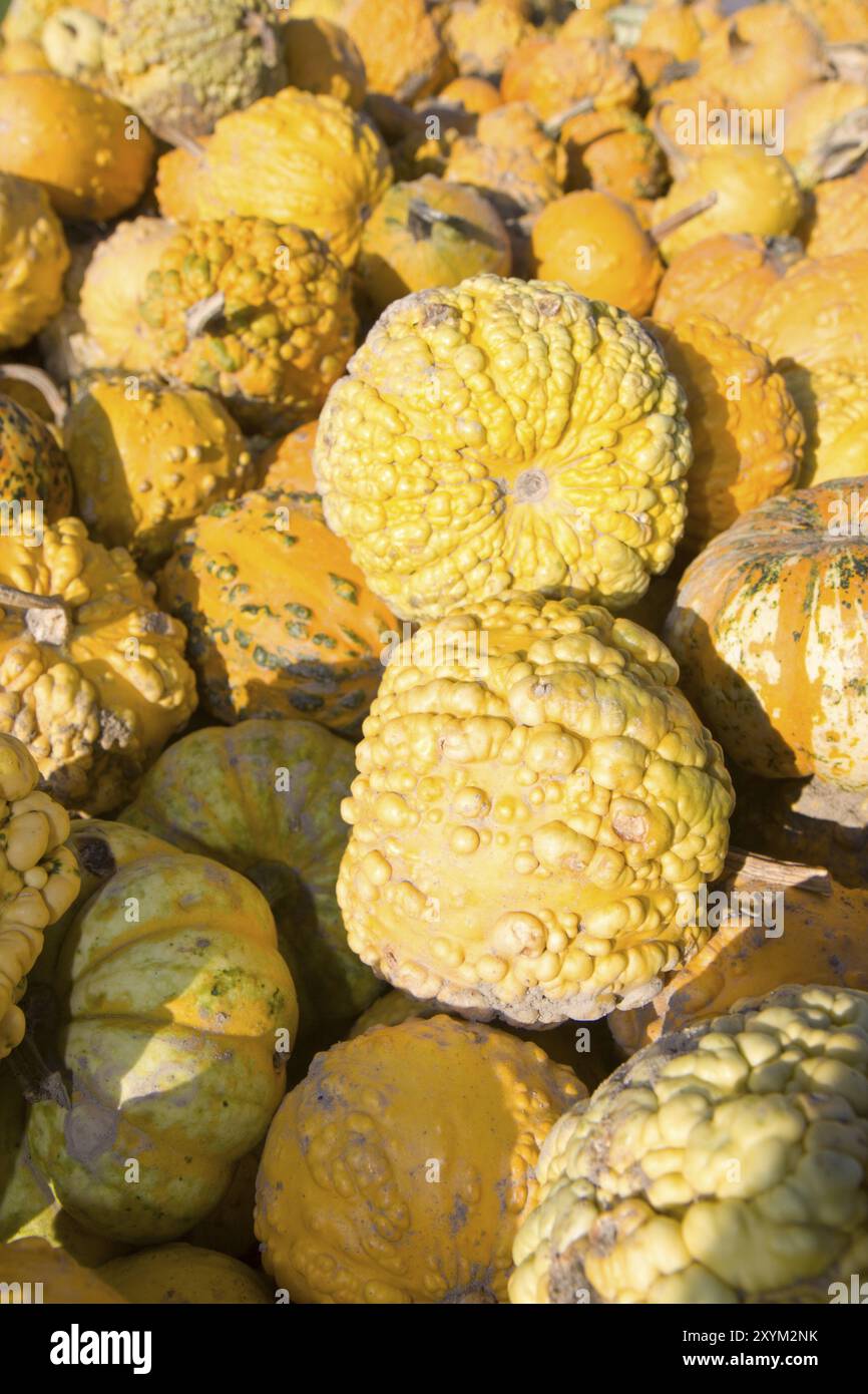 Hokkaido and other pumpkins outdoor Stock Photo - Alamy