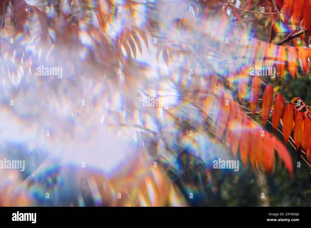Abstract blurred autumn foliage with prismatic light refractions. Concept of nature, optical effects, dreamy landscapes, fall colors, impressionistic Stock Photo