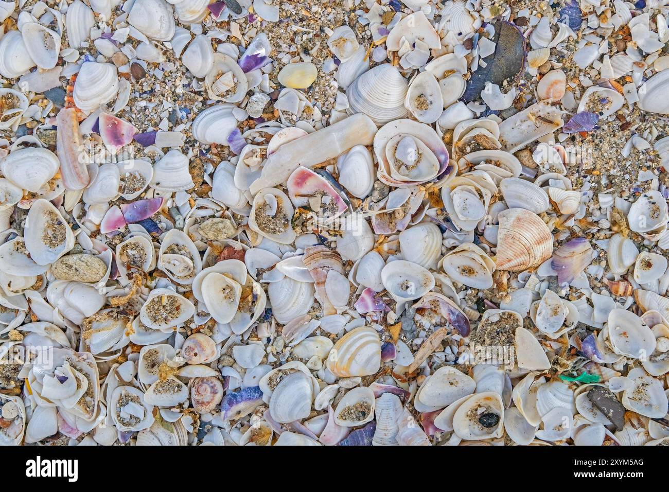 Many different seashells on the beach Stock Photo