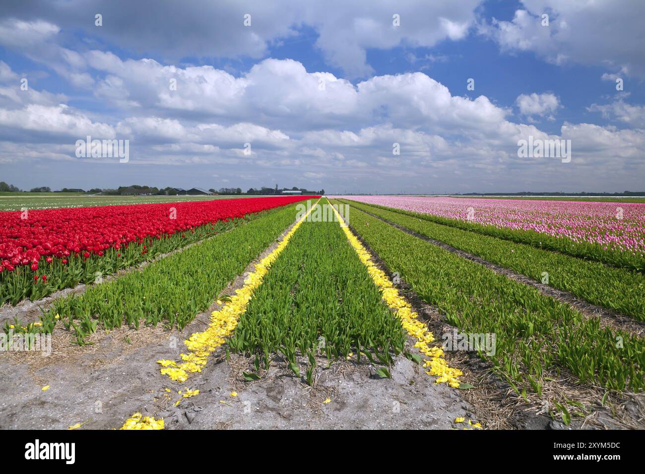 Colorful tulip fields in Alkmaar, North Holland during spring Stock ...