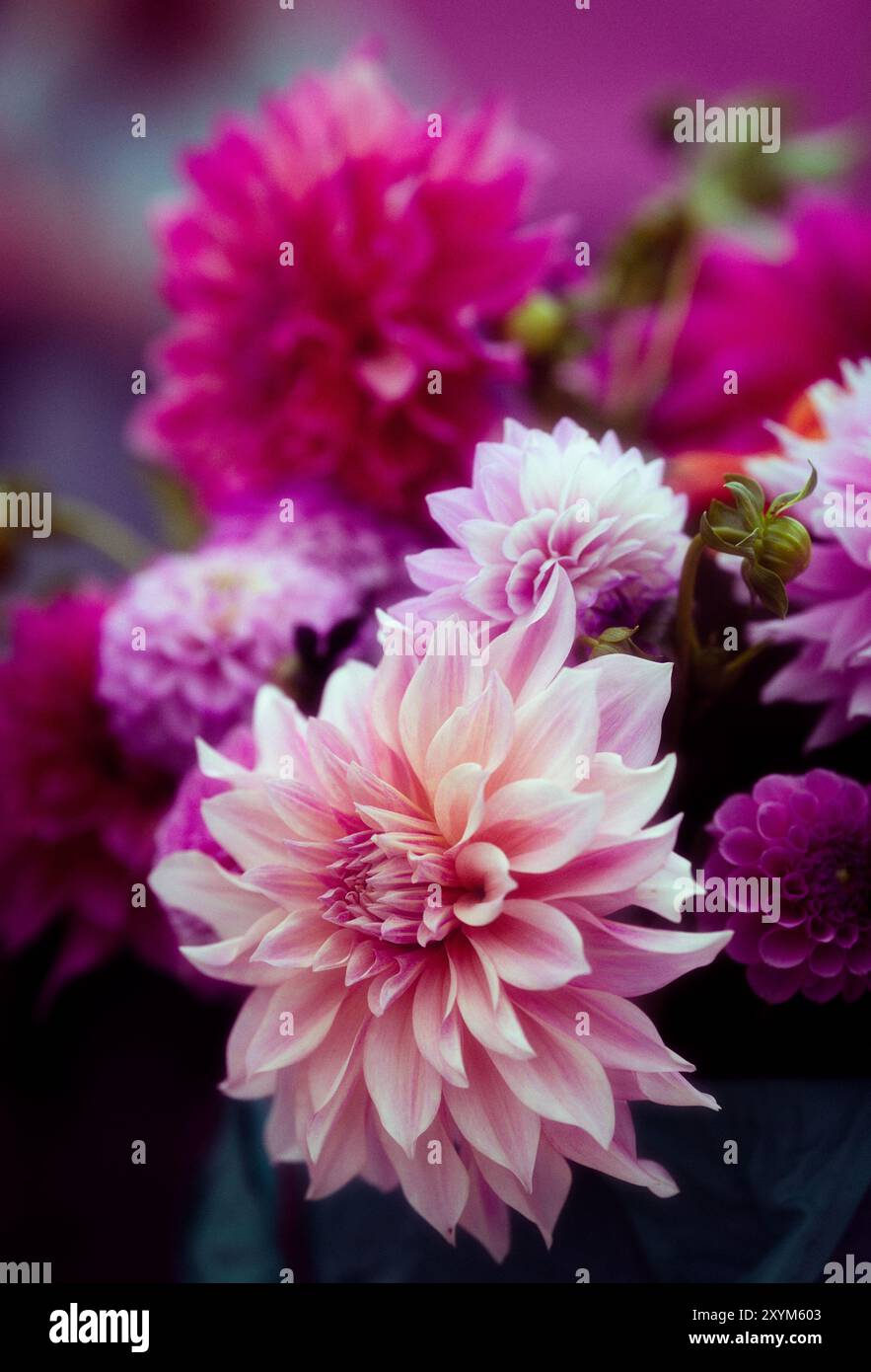Lush dahlias hi-res stock photography and images - Alamy