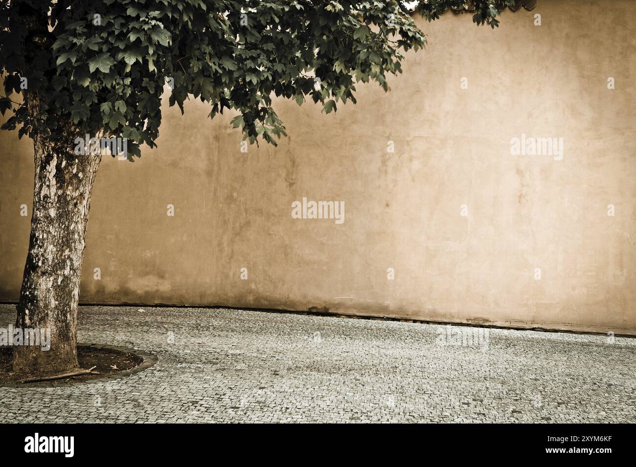 Tree Against Rendered Wall Tree in front of grunge wall Stock Photo - Alamy